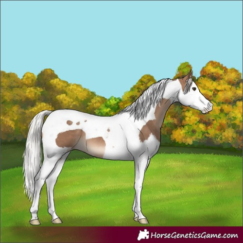 Horse Color:Silver Brown Dun Splash Tobiano 