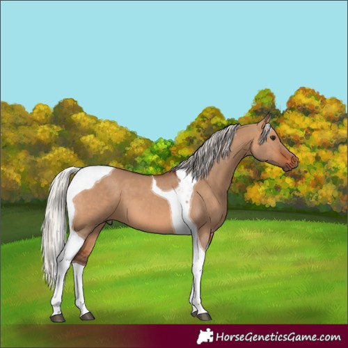 Horse Color:Silver Brown Dun Tobiano 