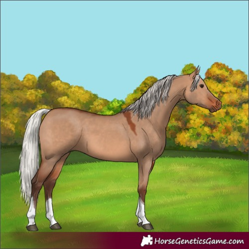 Horse Color:Silver Brown Dun Tobiano 