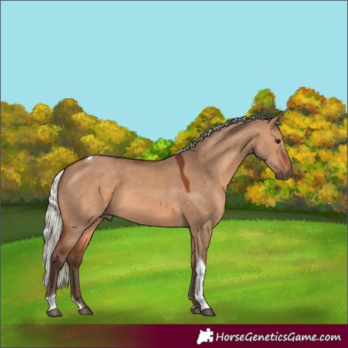 Horse Color:Silver Brown Dun Tobiano 