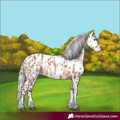 Horse Color:Silver Brown Dun Tobiano Appaloosa 