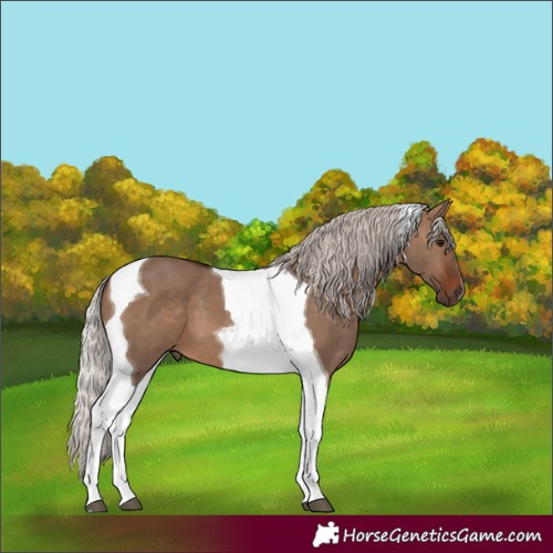 Horse Color:Silver Brown Dun Tobiano 