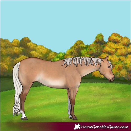 Horse Color:Silver Bay Dun Tobiano 