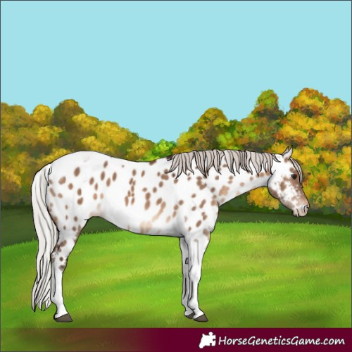 Horse Color:Silver Brown Dun Tobiano Appaloosa 