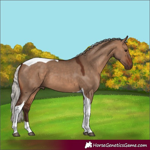 Horse Color:Silver Brown Dun Tobiano 