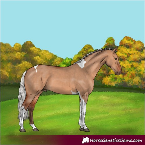 Horse Color:Silver Bay Dun Tobiano 