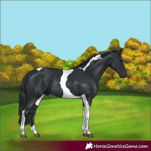 Horse Color:Black Tobiano Rabicano 