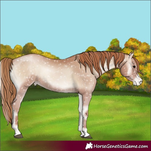 Horse Color:Blue Onyx Pearl Appaloosa Rabicano