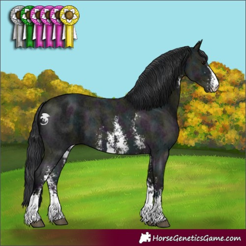 Horse Color:Midnight Black Sabino 