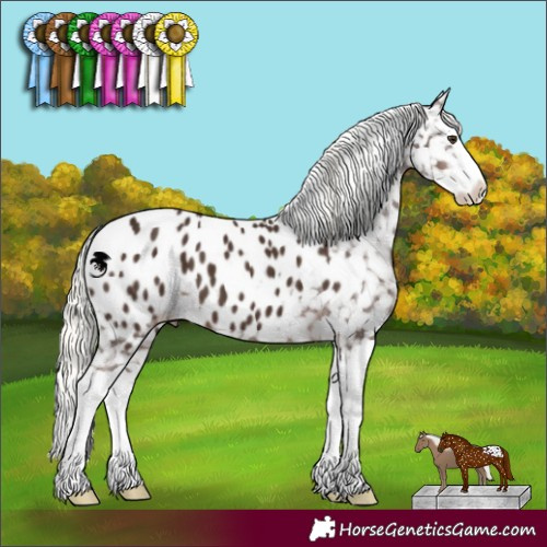 Horse Color:Liver Chestnut Mushroom Splash Appaloosa 