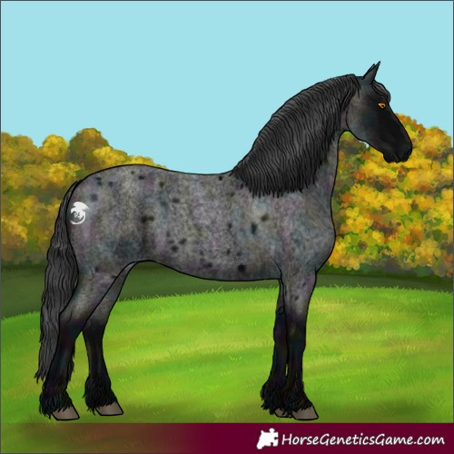 Horse Color:White Spotted Midnight Blue Roan 