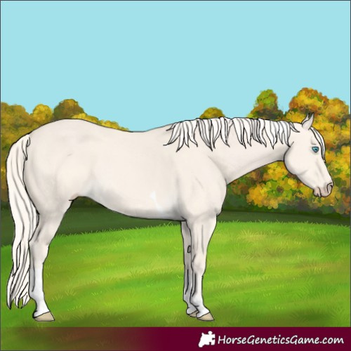 Horse Color:Cremello Dun Tobiano