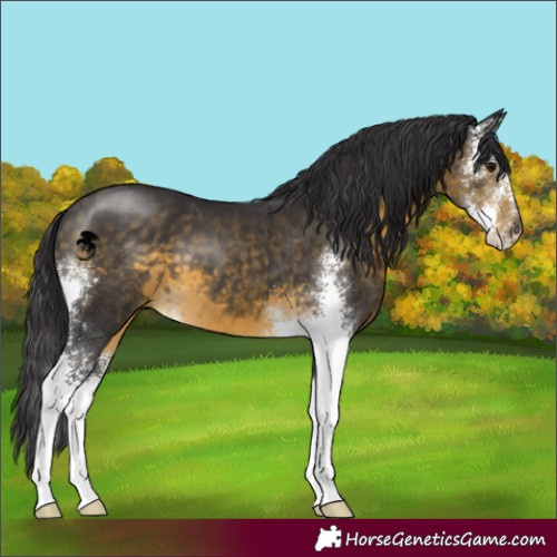 Horse Color:Buckskin Sabino