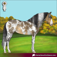 Horse Color:White Spotted Buckskin Dun 