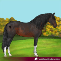 Horse Color:Brown 