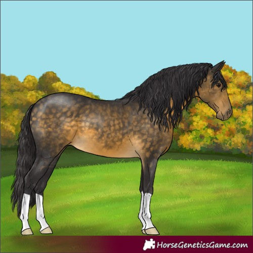 Horse Color:Buckskin 