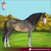 Horse Color:Buckskin 