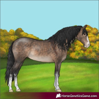 Horse Color:Brown Dun Sabino 
