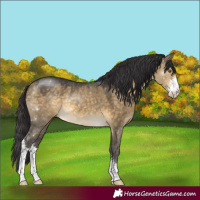 Horse Color:Buckskin Dun Sabino 