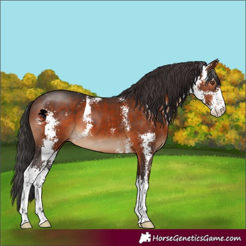 Horse Color:Brown Sabino 