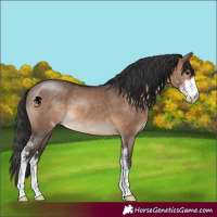 Horse Color:Brown Dun Sabino 