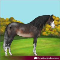 Horse Color:Brown Sabino 