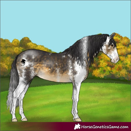 Horse Color:Buckskin Sabino
