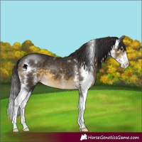 Horse Color:Buckskin Sabino 