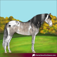 Horse Color:Brown Dun Sabino Blanket Brindle 