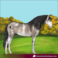 Horse Color:Brown Dun Sabino 