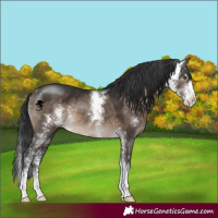 Horse Color:Brown Dun Sabino 