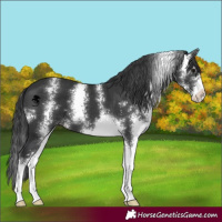 Horse Color:Black Sabino 