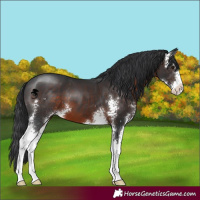 Horse Color:Brown Sabino 