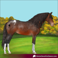 Horse Color:Brown Appaloosa 