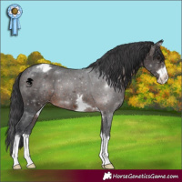 Horse Color:Brown Appaloosa 