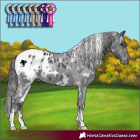 Horse Color:White Spotted Black Appaloosa 