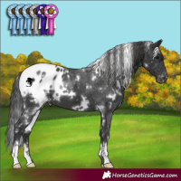 Horse Color:White Spotted Black Appaloosa 