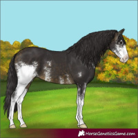 Horse Color:Buckskin Sabino 