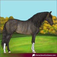 Horse Color:Buckskin Rabicano 