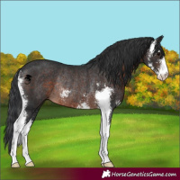Horse Color:Brown Sabino Rabicano 