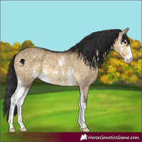 Horse Color:Buckskin Dun Sabino 