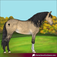 Horse Color:Buckskin Dun 