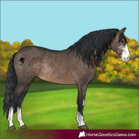 Horse Color:Brown Dun Sabino Rabicano 
