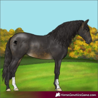 Horse Color:Buckskin 