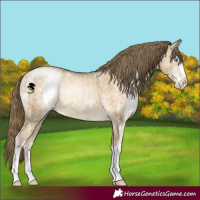 Horse Color:Buckskin Pearl Dun Sabino Rabicano Brindle 