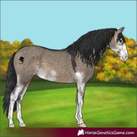 Horse Color:Brown Dun Sabino 