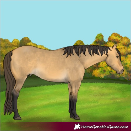 Horse Color:Buckskin Dun