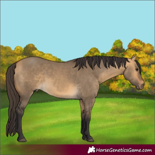 Horse Color:Buckskin Dun 