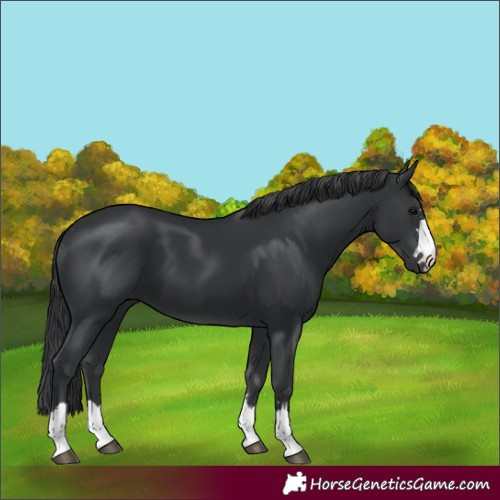 Horse Color:Black 