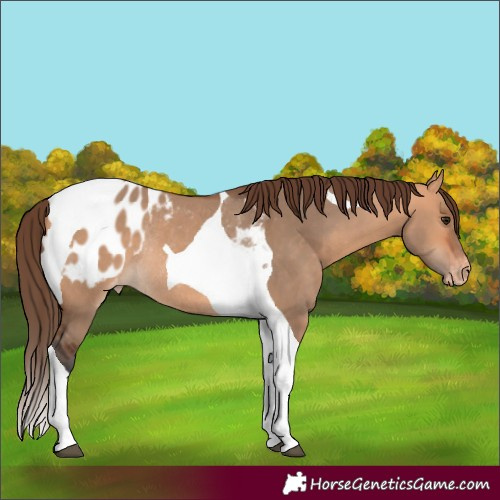 Horse Color:Bay Dun Tobiano Appaloosa Rabicano
